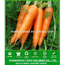 NCA07 Caitou carrot seeds price Guangzhou